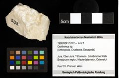 Foto (Objekt + Etiketten) von Oxythyreus sp. 